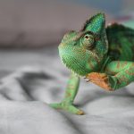 CHAMALEON, APLICACIONES MALICIOSAS EN IOS